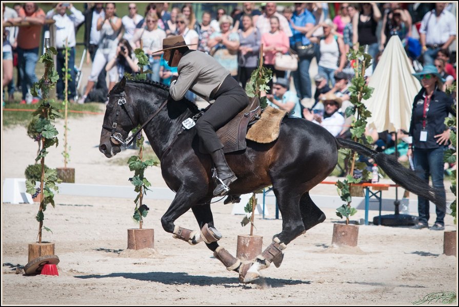 Pferd International 189